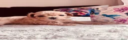 Maltipoo dogs for sale: 🧸Maltipoo puppies Korean & Asian lines - Advert 3