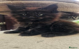 Maine Coon cats for sale: Purebred Maine Coon kittens from pedigree parents  in Lichfield - Image 8