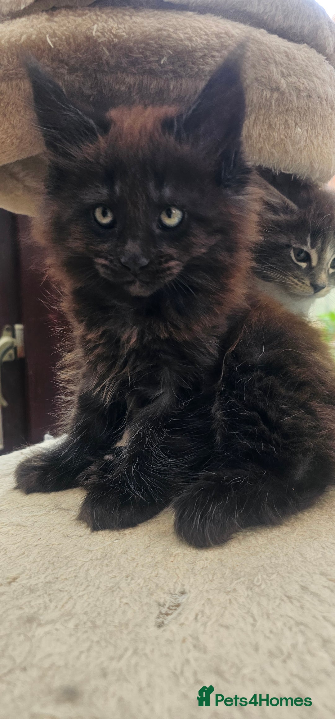 Maine Coon cats for sale: Purebred Maine Coon kittens from pedigree parents  in Lichfield - Image 8