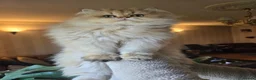 British Longhair cats for sale: British longhair Female very loving - Advert 3