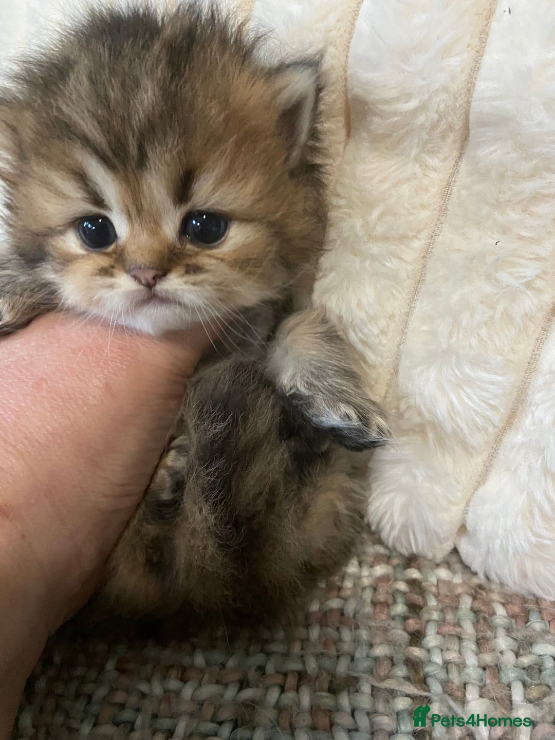 Persian cats for sale: Silver and golden chinchilla Persian kittens - Advert 14