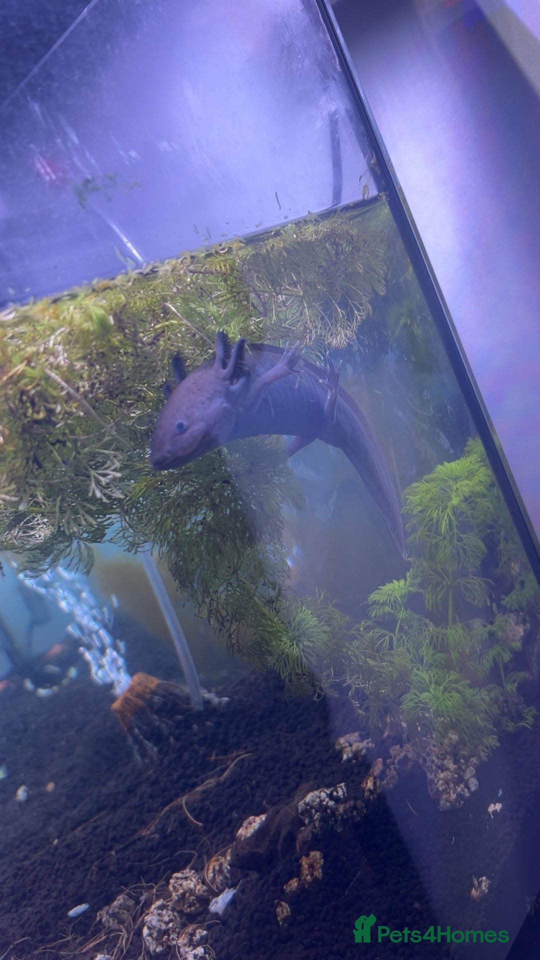 Other/Mixed Breed fish Axolotl  - Advert 2