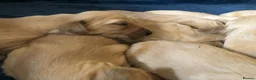 Golden Retriever dogs for sale: KC Dark Red Golden Retrievers 100% DNA Health Test - Advert 7