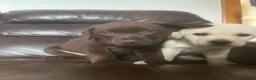 Labrador Retriever dogs for sale: Gorgeous Labrador puppies 8 weeks old  - Advert 9