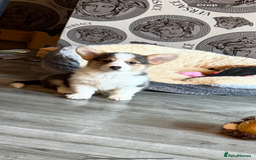 Welsh Corgi Pembroke dogs for sale: Kc corgi for sale  - Image 2