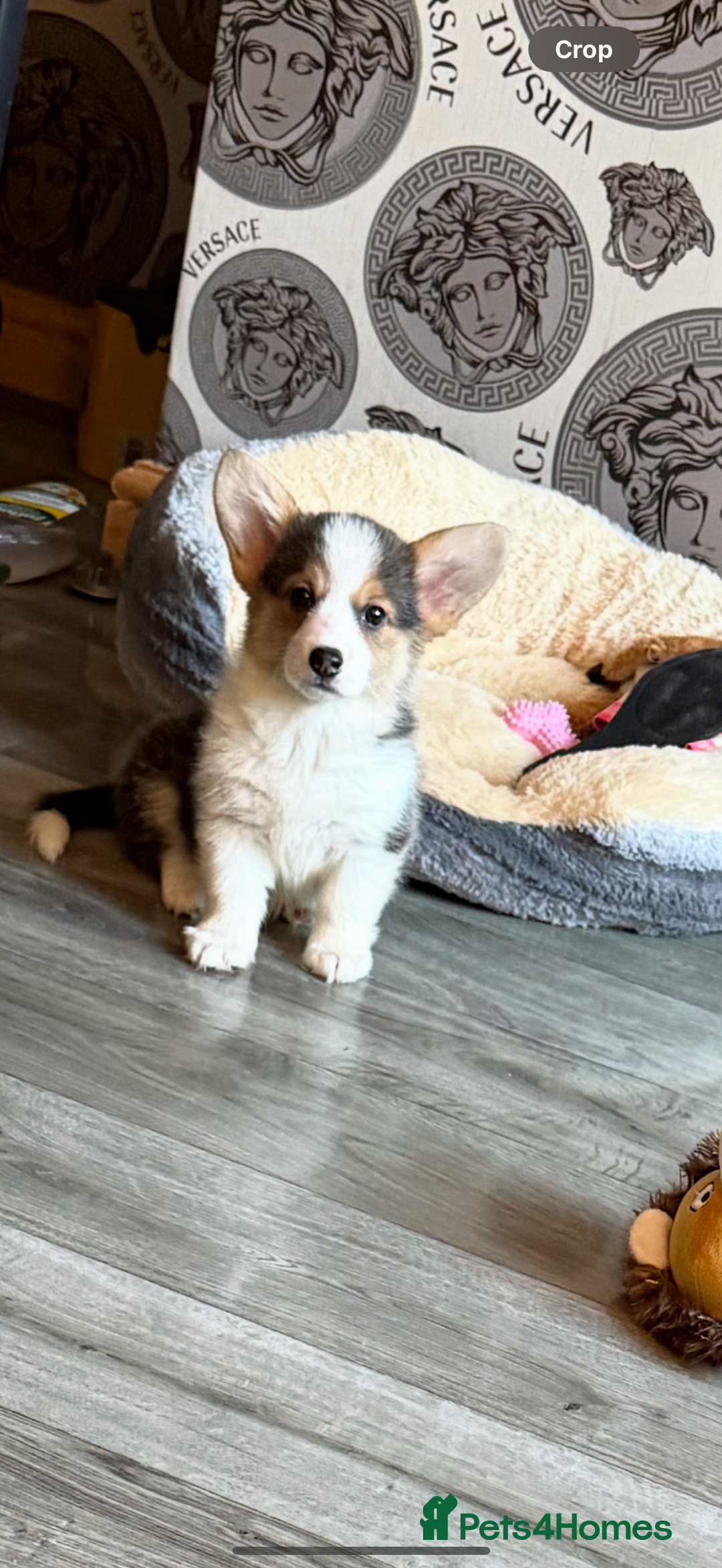 Welsh Corgi Pembroke dogs for sale: Kc corgi for sale  - Image 2