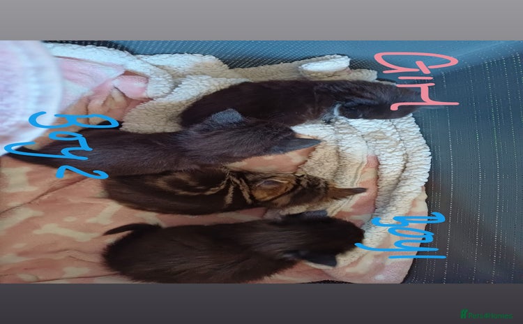 Mixed Breed cats - Advert 2