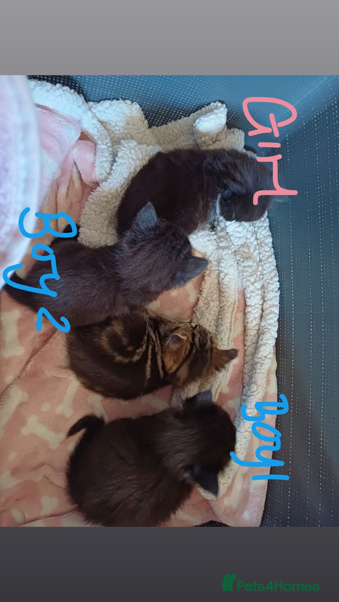 Mixed Breed cats for sale: 3 kittens waiting for a happy home - Image 1