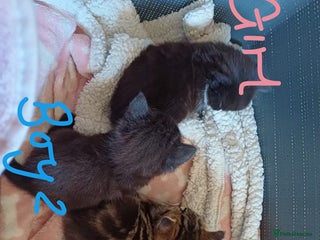 Mixed Breed cats - Advert 2