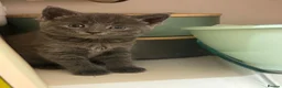 Mixed Breed cats for sale: 4 Blue Russian X kittens available  - Advert 10
