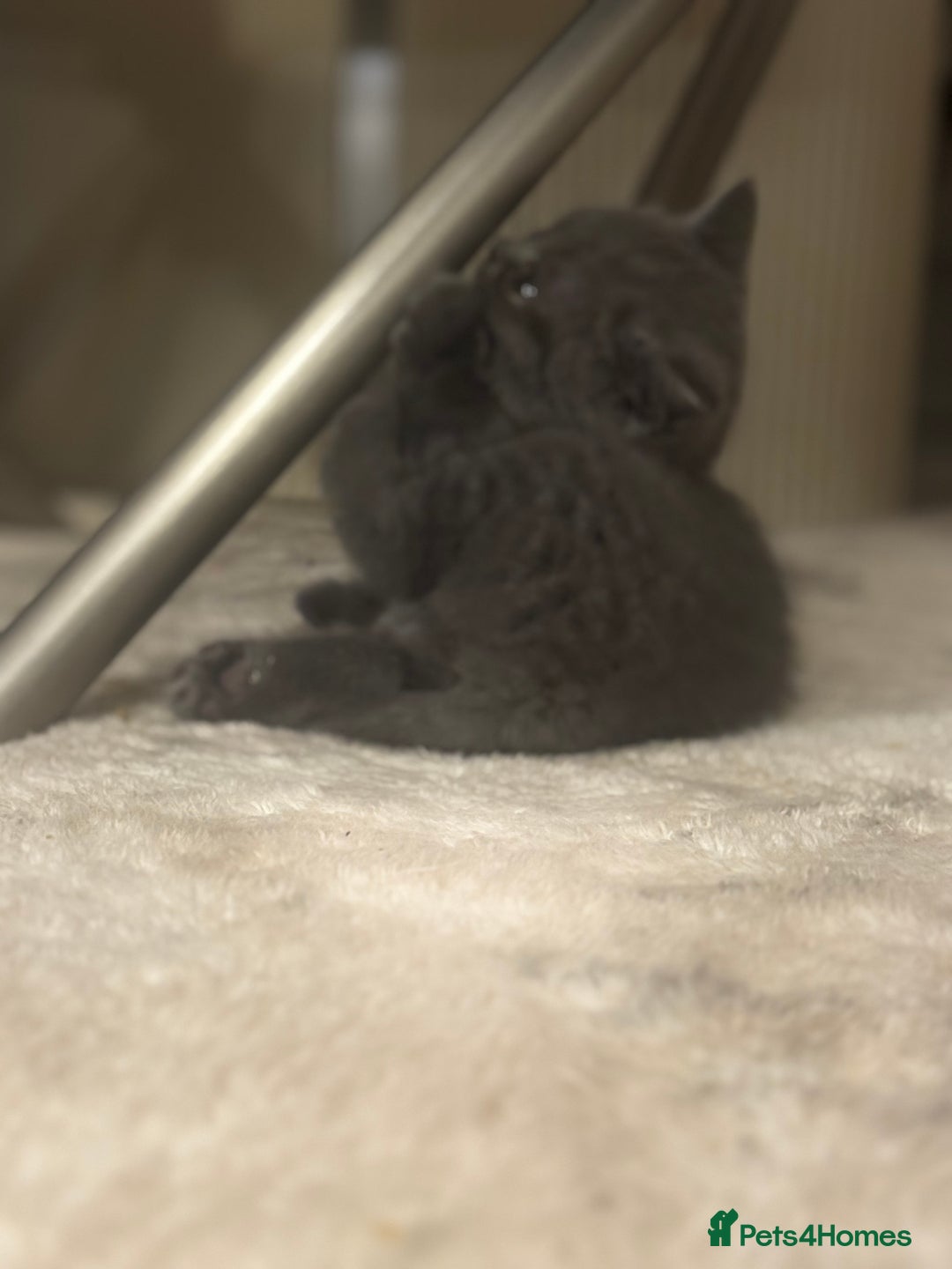 British Shorthair cats for sale: British short hair kittens - Advert 11