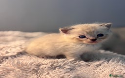 Persian cats for sale: Adorable Persian × Bengal Kittens  - Image 8