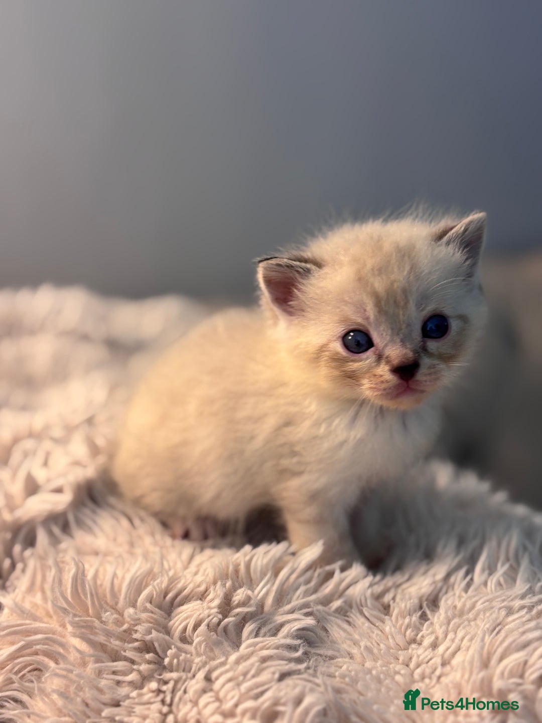 Persian cats for sale: Adorable Persian × Bengal Kittens  - Image 8