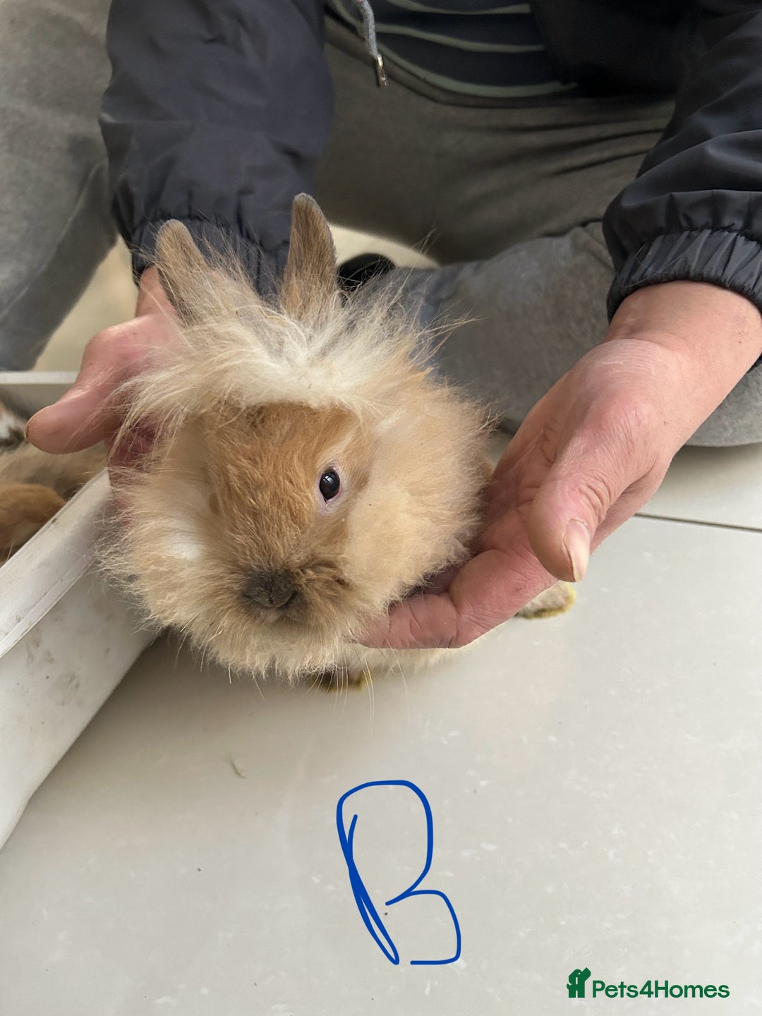Lionhead rabbits for sale: Lionhead  - Advert 3