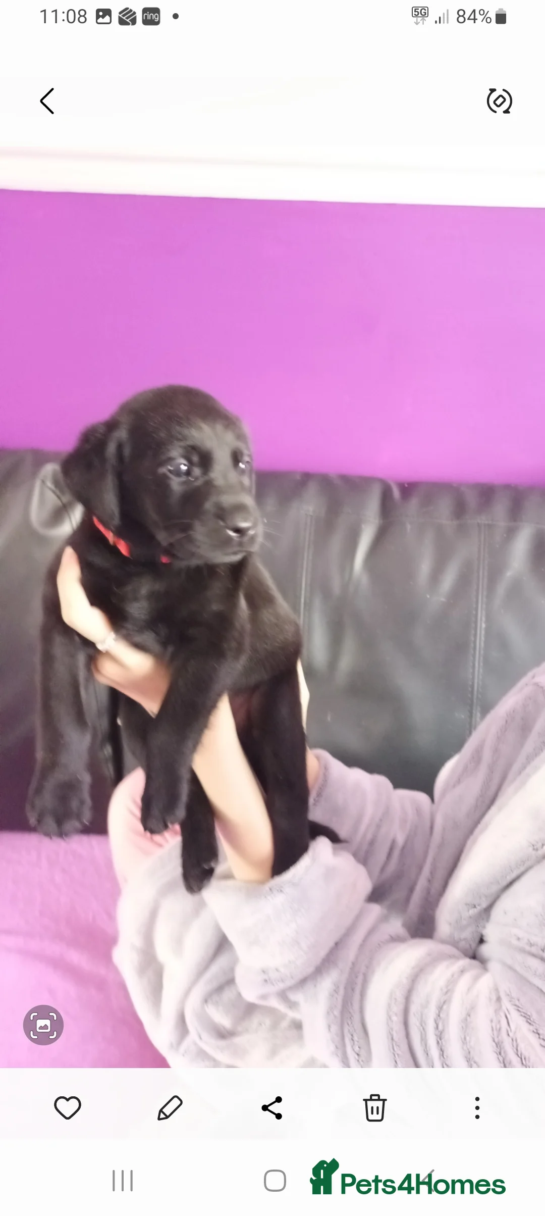 Labrador Retriever dogs for sale: Labrador retrivers  puppies for sale - Advert 10