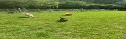 Dachshund dogs for sale: Rehome  - Advert 2
