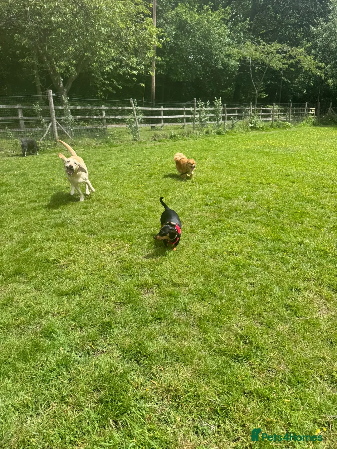 Dachshund dogs for sale: Rehome  - Advert 2