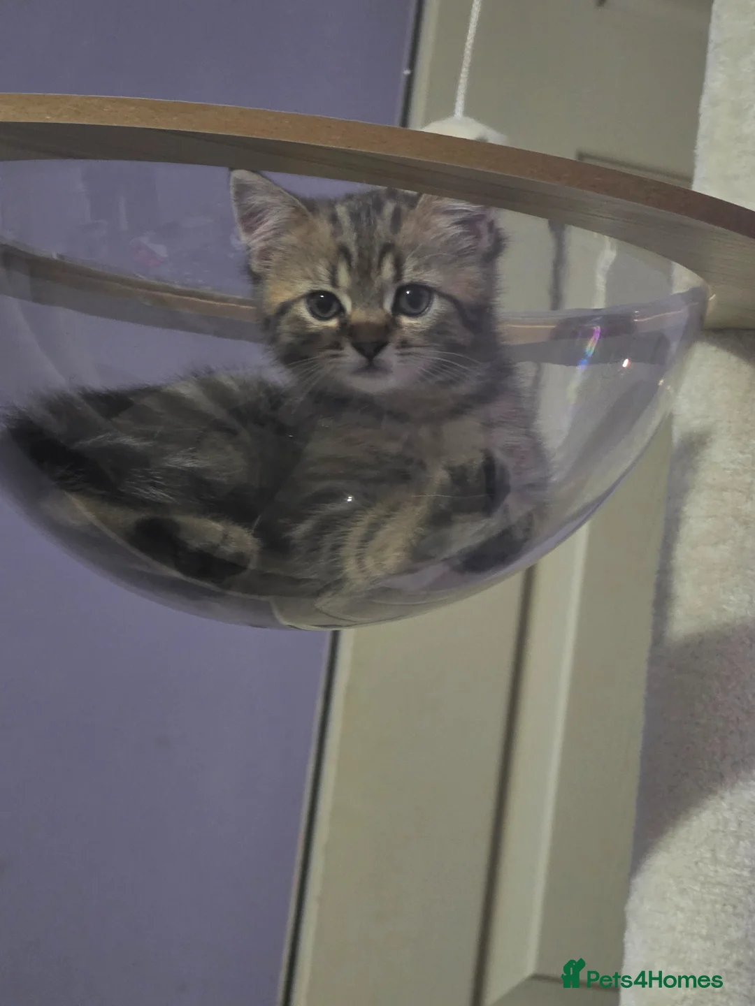 Scottish Fold cats for sale: Beautiful Scottish fold x cross  - Advert 5