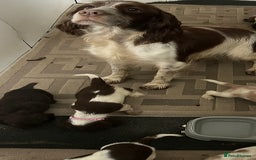 Cocker Spaniel dogs for sale: Beautiful Lemon & Brown Cocker Spaniel Puppies  - Image 14