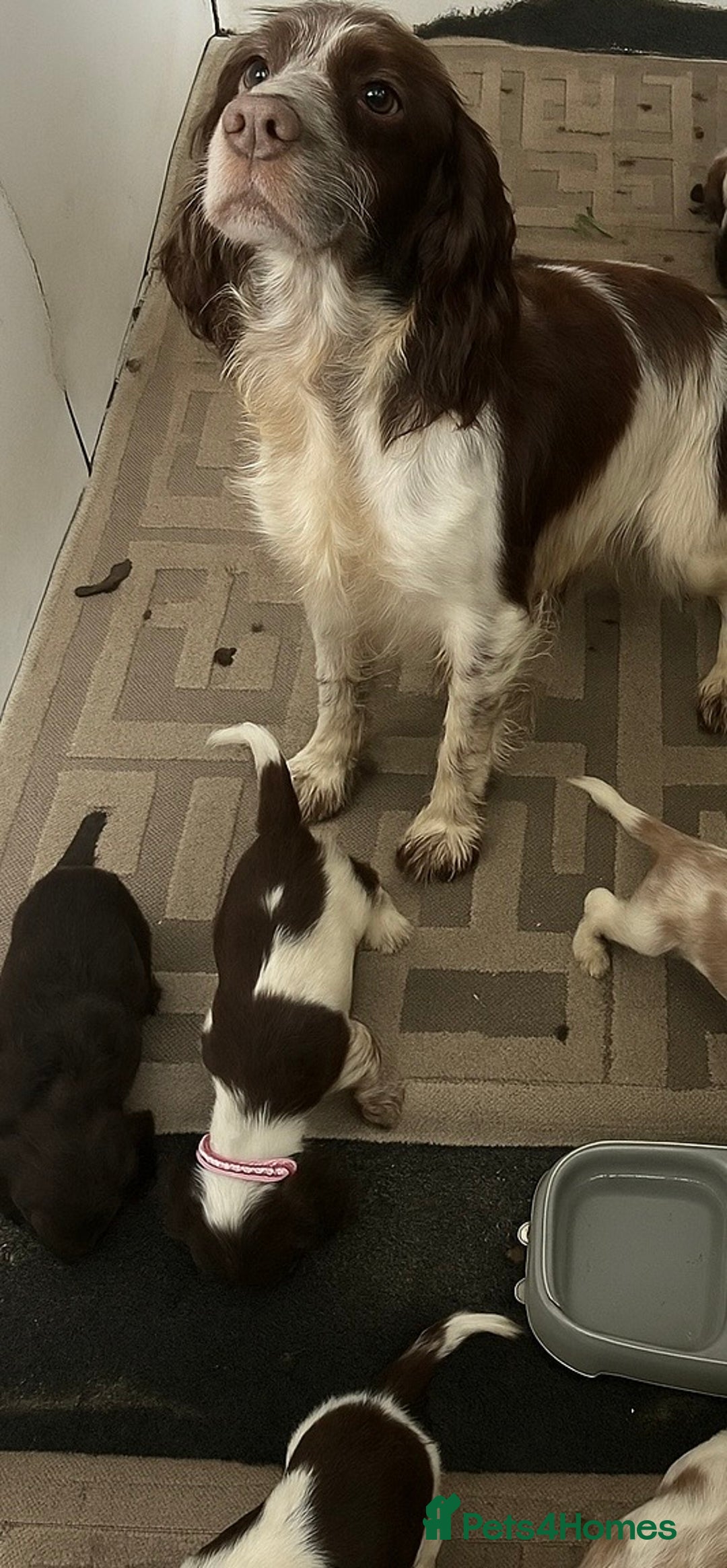 Cocker Spaniel dogs for sale: Beautiful Lemon & Brown Cocker Spaniel Puppies  - Image 14