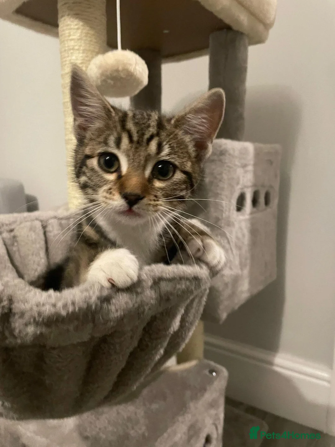 British Shorthair cats for sale: Kitten for sale  in Birmingham - Advert 2