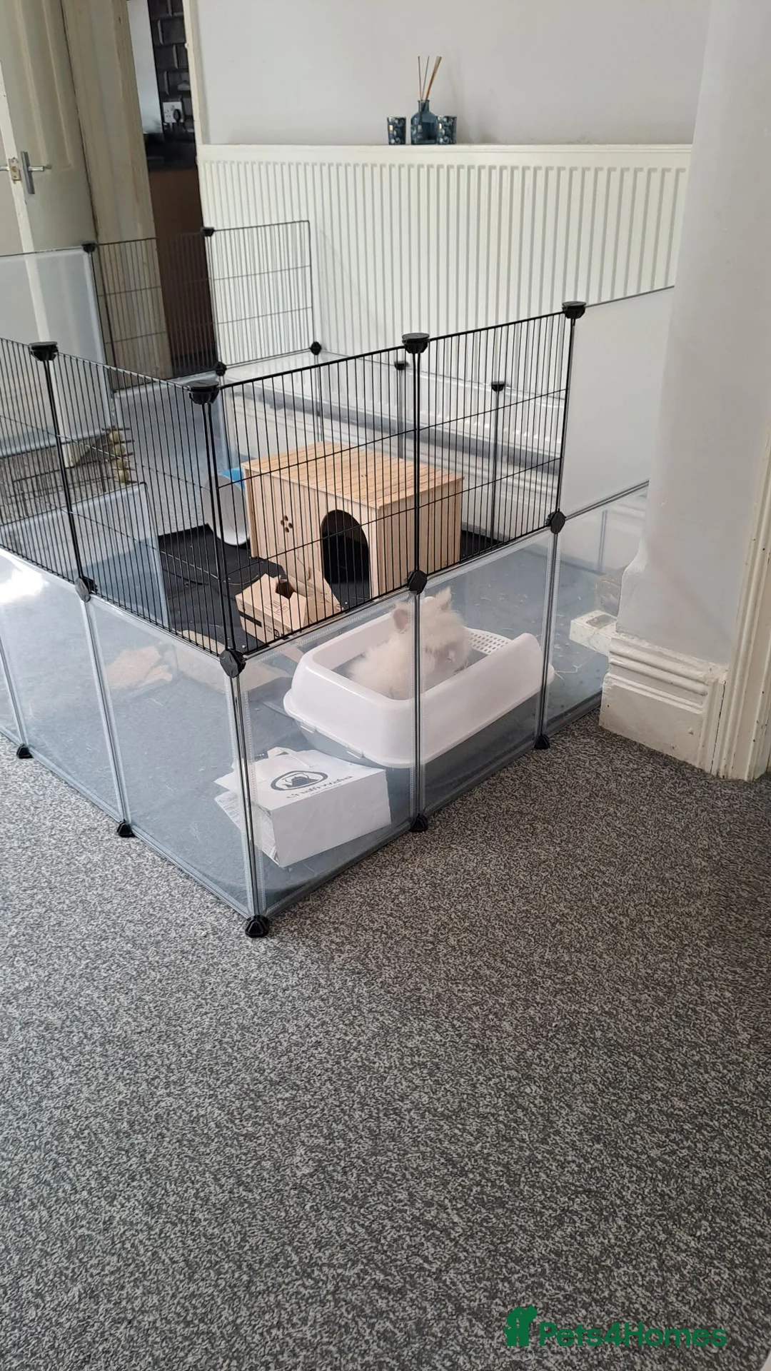 Lionhead rabbits for sale: Gorgeous Lion-head Rabbit in Preston - Advert 1