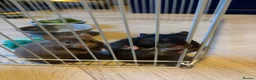Hamster rodents for sale: Syrian Hamster Pups Babies Black Brown  - Advert 3