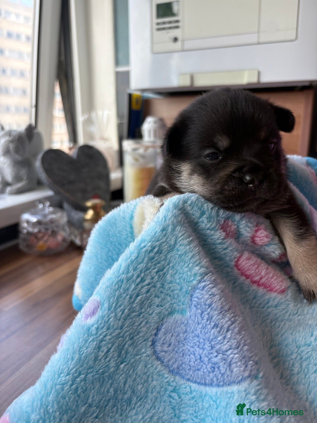 Mixed Breed dogs for sale: FrenchieXPomeranian  - Image 3