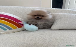 Pomeranian dogs for sale: STUNNING TEDDY BEAR POM 🐻  - Image 8