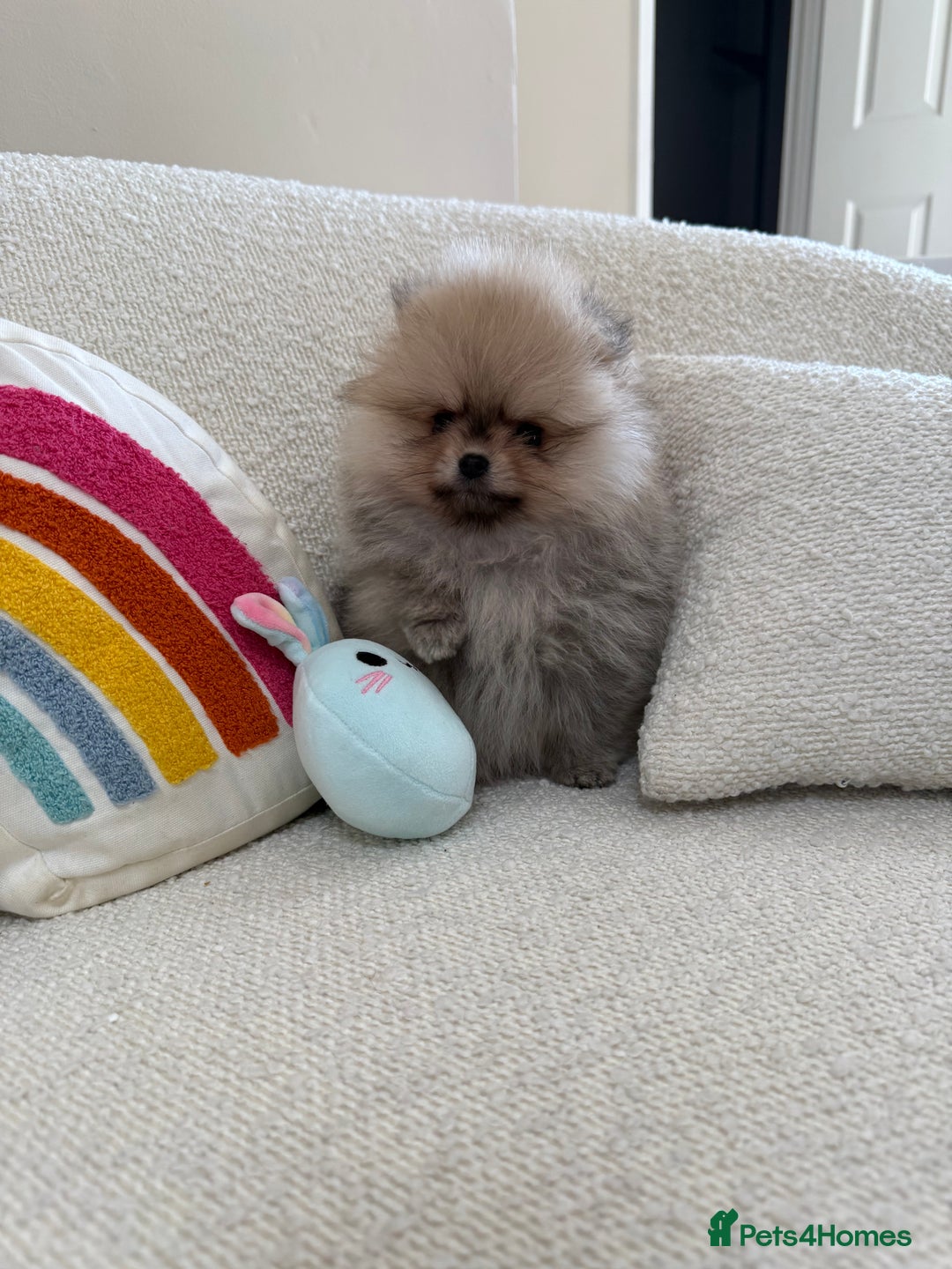Pomeranian dogs for sale: STUNNING TEDDY BEAR POM 🐻  - Image 8
