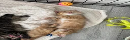 British Shorthair cats for sale: British shorthair cross ocicat kittens  - Advert 1