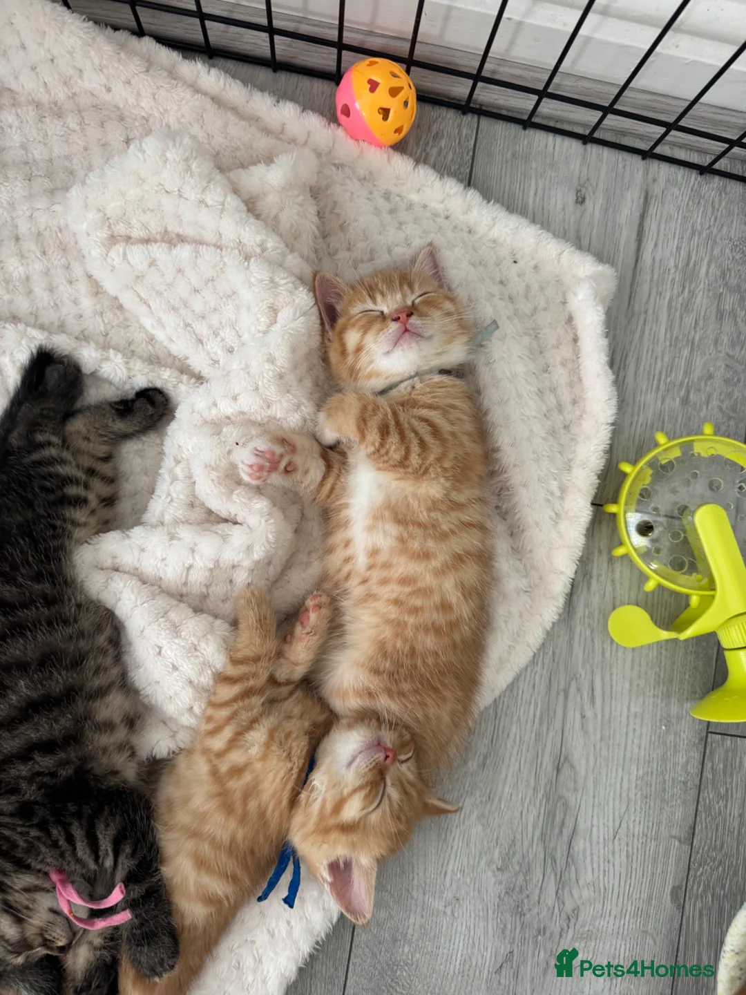 British Shorthair cats for sale: British shorthair cross ocicat kittens  - Advert 1