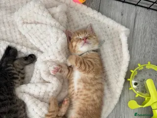 British Shorthair cats British shorthair cross ocicat kittens - Advert 6