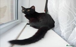 Domestic Shorthair cats for sale: Black tabby - Image 1