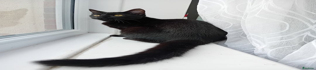 Domestic Shorthair Kitten 1