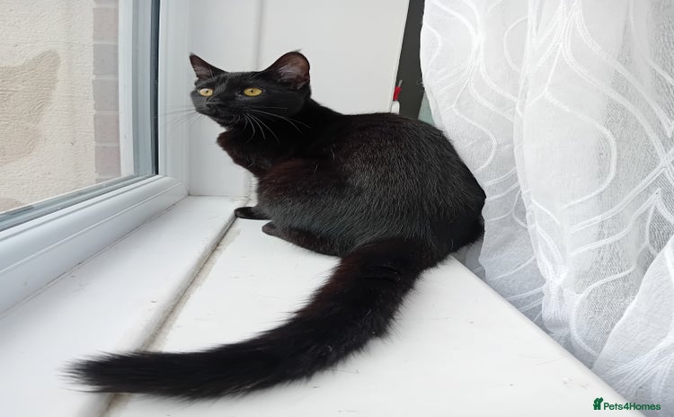 Domestic Shorthair cats - Advert 2