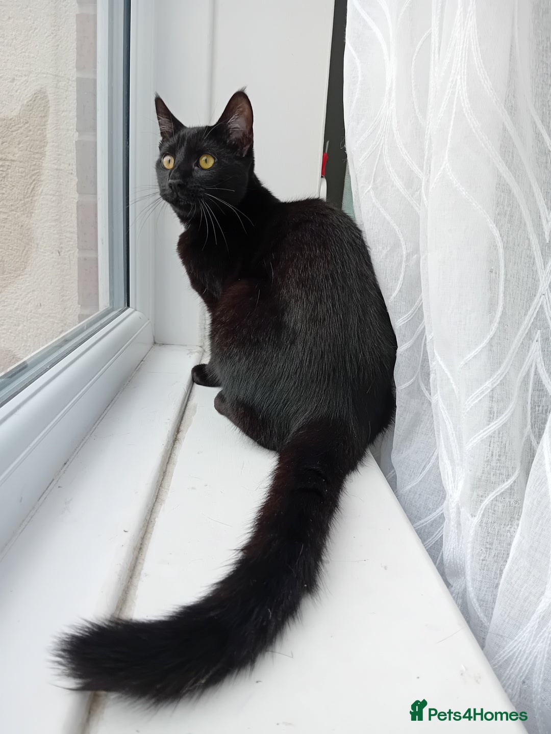 Domestic Shorthair cats for sale: Black tabby - Image 1