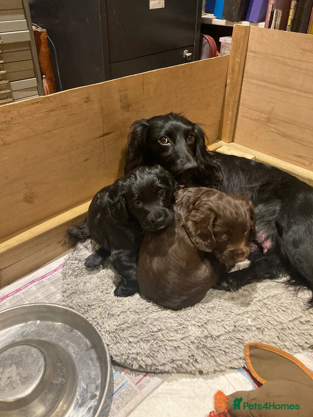 Cocker Spaniel dogs for sale: Working Cocker Spaniels - Advert 1