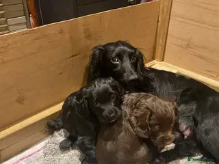 Cocker Spaniel dogs Working Cocker Spaniels - Advert 1