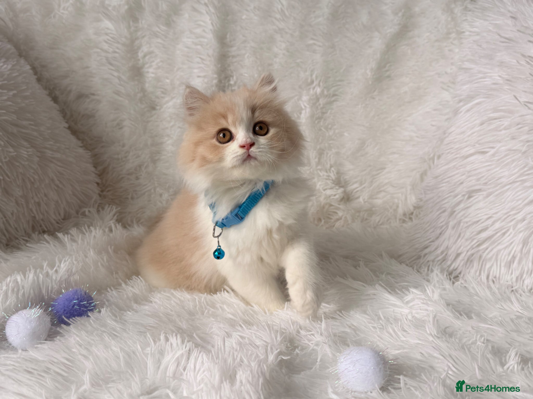 British Shorthair cats ⭐️ BRITISH CREAM SHORTHAIR KITTENS 4 available ⭐️ - Advert 4