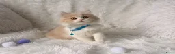 British Shorthair cats for sale: ⭐️ £399 BRITISH CREAM SHORTHAIR AND LONG HAIRED⭐️ - Advert 1