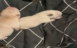 Mixed Breed dogs for sale: Chowski pups for sale - Image 14