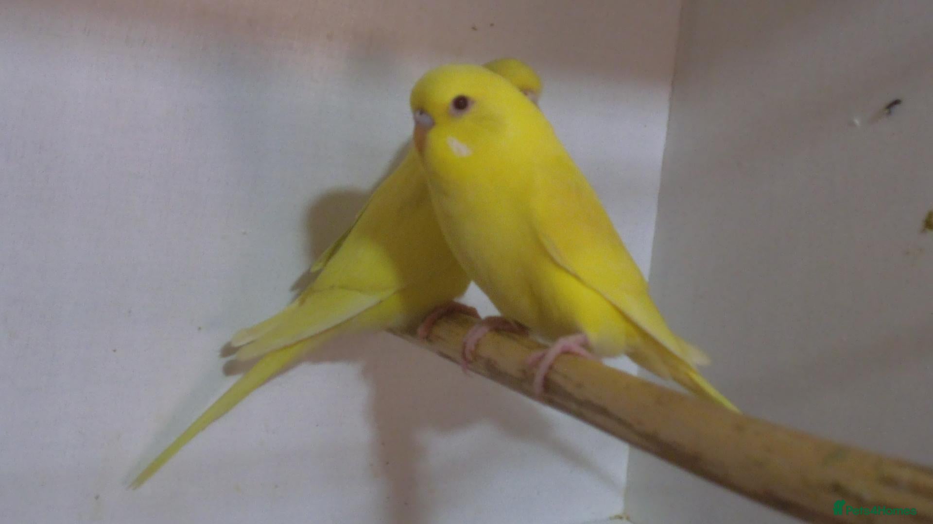 Budgerigars birds Beautiful Baby BoyBudgie 8Weeks Old  - Advert 6