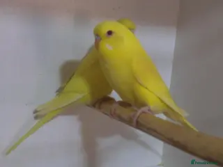 Budgerigars birds Beautiful Baby BoyBudgie 8Weeks Old - Advert 6