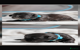 Mixed Breed dogs for sale: 6 Gorgeous Shorkie’s ready 20/12/025 - Advert 4