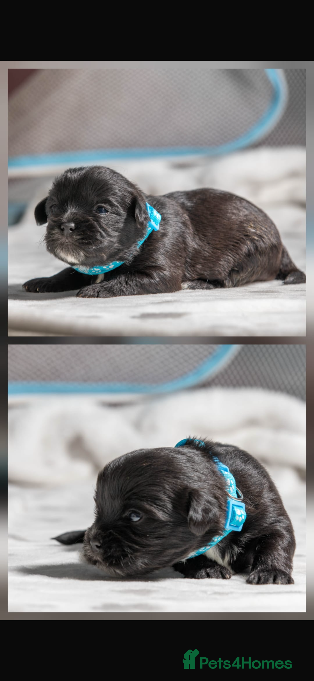 Mixed Breed dogs for sale: 6 Gorgeous Shorkie’s ready 20/12/025 - Advert 4