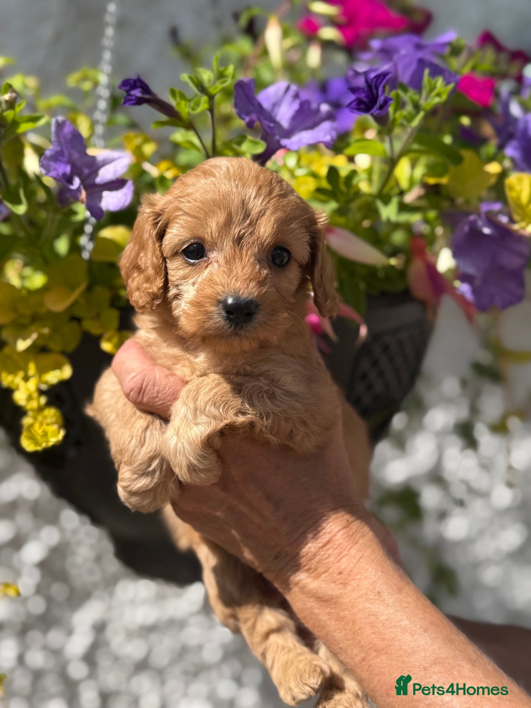 Cavapoo dogs for sale: Ready Now F1 Cavapoo boy - Image 1