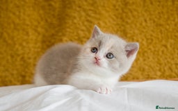 British Shorthair cats for sale: Stunning pastel calico BSH fully vaccinated - Image 8