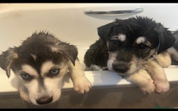 Siberian Husky dogs for sale: Lovely husky puppies, ready for new homes on 25/8 - Image 31