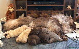Chow Chow dogs for sale: Outstanding Baby Bears - Image 18